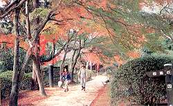 円山公園の紅葉（写真）
