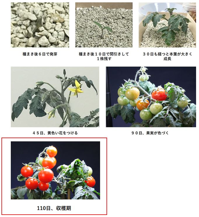 ミニトマトの栽培