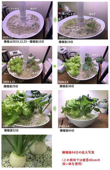白カブの栽培