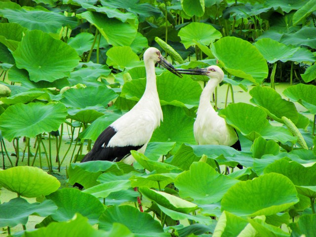 コウノトリが市の鳥に指定されました 鳴門市