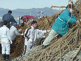 わかめ養殖棚残骸撤去作業