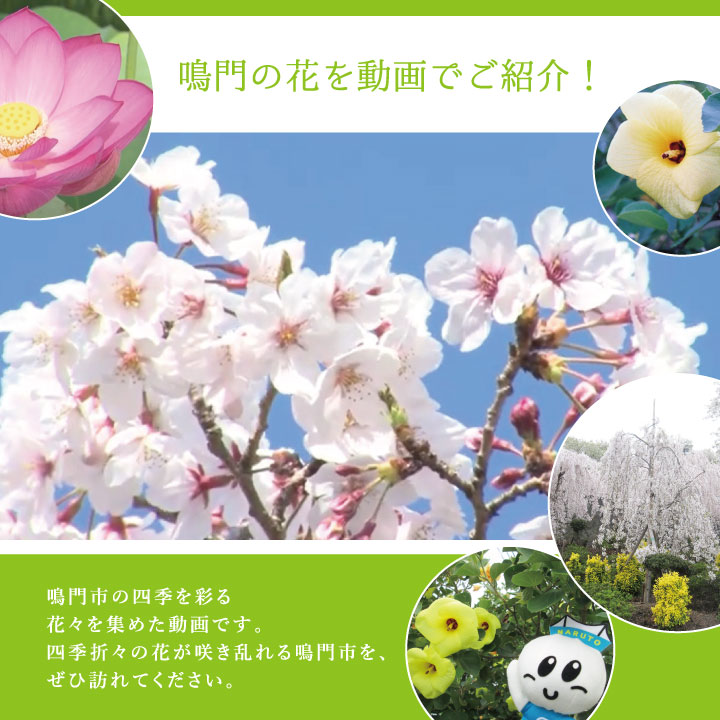 鳴門の花を動画でご紹介！